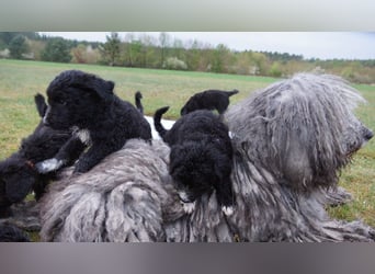 Bergamasker Barbet Mix Doodle Bergamasco Franz. Wasserhund Bergadoodle für Allergiker nicht haarend