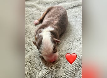 Mini/Miniature Australian Shepherd Welpen mit Papiere