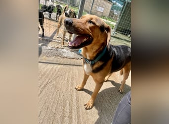 Junger Mischlingsrüde MARLEY (3 Jahre) sucht eine Familie