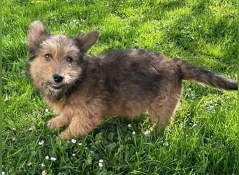 Josefine, Norwich Terrier-Mischling