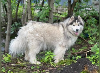 KONOR-