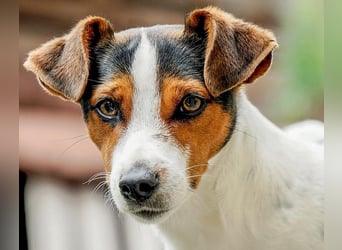 Dansk Svensk Gardhund,  Farmdog, Danky