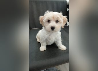 Maltipoo Welpen, Rüden