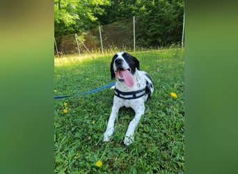 lieber Pointer Mischling Merlin sucht ein Zuhause oder Pflegestelle