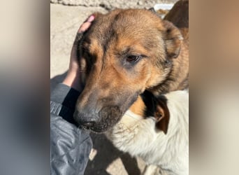 CHIARA❤️charmant, sozial, offenherzig und sucht dringend ihr Für-Immer-Nest