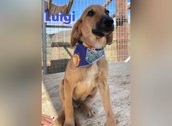 Luigi,geb.05/24,lieber Kämpfer sucht seine Familie
