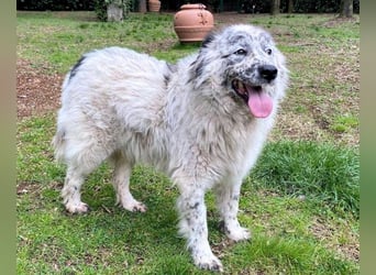 Jereld - Hund mit Sommersprossen sucht seine Familie