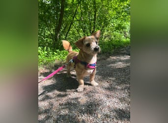 Lala sucht ein ruhiges Zuhause