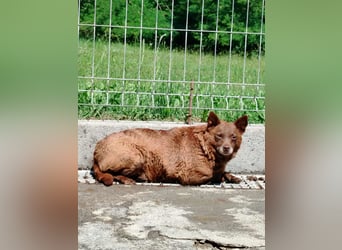 ältere Mischlings Hündin Babsi sucht ein Zuhause oder Pflegestelle