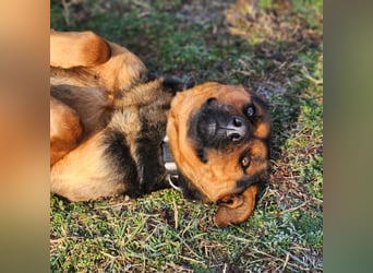 "Kleine" Adél auf der Suche nach ihrem großen Glück