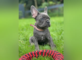 Einzigartige Bullies - Französische Bulldogge Welpen