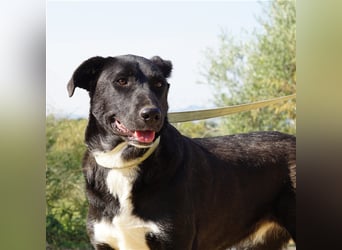 Nola sucht ein Zuhause