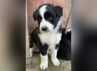 Chauncey, geb. ca. 03/2025, lebt in GRIECHENLAND, auf einer privaten Pflegestelle