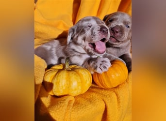 Aussiedor Labrador Australian Shepherd mit Ahnentafel