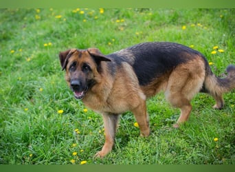 Frieda: Eine liebevolle Frohnatur