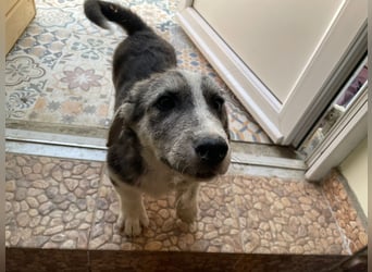 SIMON sucht ein Zuhause