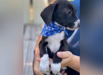 Artur LM - Zuhause gesucht – Neun kleine Hundekinder auf großer Mission