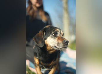 Bogar, kleine Seniorin sucht ruhiges Plätzchen