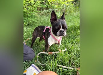 Venus - Klein, klug, kuschelig: Boston Terrier Lady auf der Suche nach Liebe ❤️