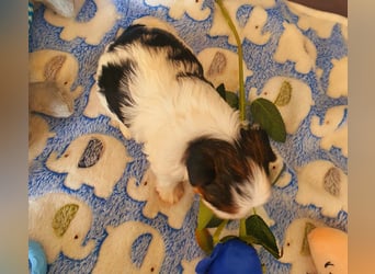 Biewer Yorkshire Terrier a la PomPon reinrassig / selten