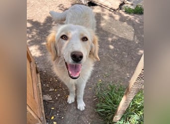 BUBBLES - Hunde-Teenagerin auf Familiensuche!