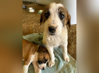 Daphne sucht Traumfamilie!
