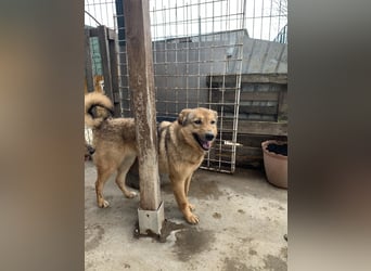 SINA, Hündin, 7 Jahre, 53 cm, Mischling, Tierschutz