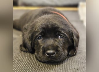 Edle Labrador Welpen (Schwarz/Foxred/Creme) mit Ahnentafel, Nachkommen von Champions