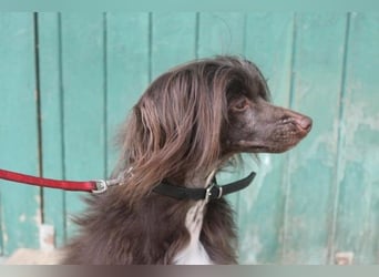 Nougat und Luna, Chinesischer Schopfhund, geb. 2022, Traumpaar sucht erfahrenes Zuhause