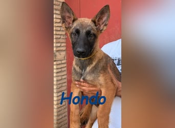 Hondo 11/2024 (ESP) - verspielter Malinois-Schäferhund-Mix Welpe!