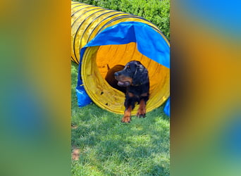 Gordon Setter Mädchen Sheila und Scarlett suchen nette Kuschelpartner