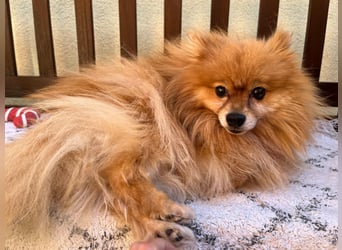 Mogyoro SR- kleiner Pomeranian mit großem Nachholbedarf sucht geduldige Menschen