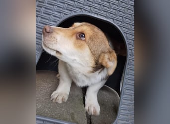 Chance - süßer Fratz sucht ein fröhliches Zuhause