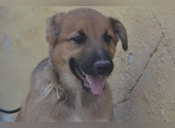 Sunny, ein verspieltes Hundekind auf der Suche nach einem Zuhause fürs Leben