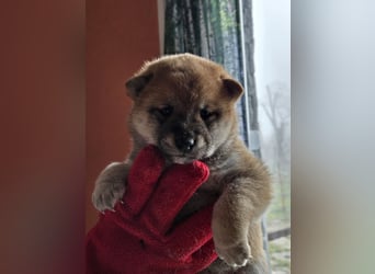Shiba inu Welpen.   vom Haus Joe   ,Liebhaberzucht