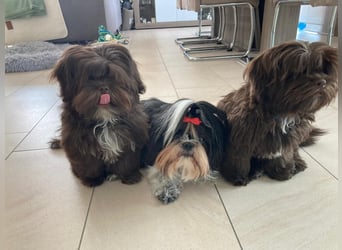 Shih-Tzu-Bolonka Welpen