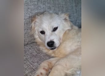 Zev - zuckersüßer Junghund sucht Zuhause