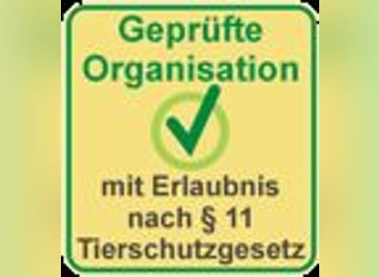 Shih Tzu Fan`s aufgepasst: hier kommt die anhängliche u. soziale Zaubermaus SHIVA!