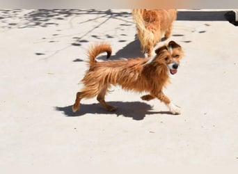 Yorki-Mix-Rüde freut sucht verantwortungsvolles Zuhause