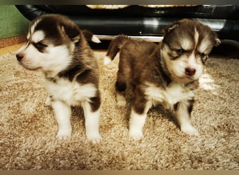 Husky Welpen 3 Rüden suchen ein Zuhause ab Mai
