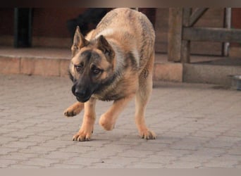 Ivo VI – Kluger, aktiver Malinois-Rüde sucht erfahrenes Zuhause mit Köpfchen
