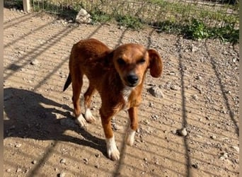 Alice - junge Hündin auf Socken sucht ein Zuhause