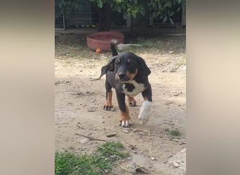 Junghund TITUS sucht sein Für-immer-Zuhause