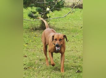 Rhodesian Ridgeback Welpen mit Papiere