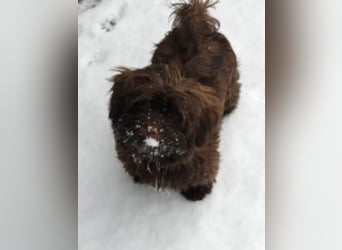 Shih-Tzu-Bolonka Welpen