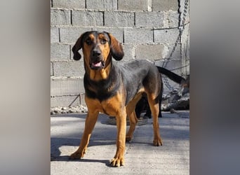Levi ❤️ Bracke-Mix, verspielt+ aufgeschlossen