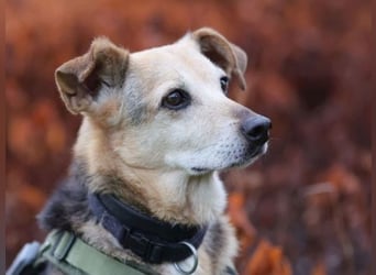 Rinky - sanfter Herzenshund sucht ein Happy End