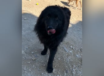 LENZI❤️unser kroat. Schäferhund-Mix-Rüde ist ein wahrer Sonnenschein!