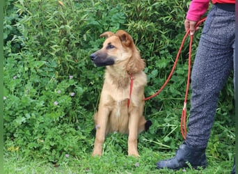 Boss, Mix Collie / Schäferhund, lieb und verträglich