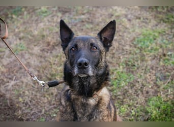 Leon: Malinois-Fans aufgepasst!